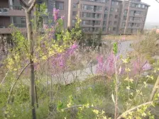 建大花园 房主诚意出售 看房方便