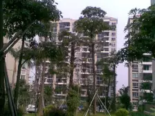 怡丰翠云轩 精装修3房 顶部还有阁楼 出售价格相当便宜