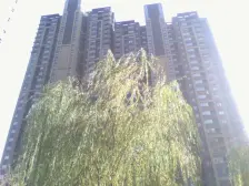 天骄华庭一手业主 带入户门厅四居 带双M额 诚售