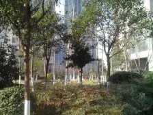 此房社区环境好,人车分流 双气 视野开阔 ,布局合理