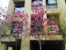 普罗旺世大四房,两梯三户,满五年,无贷款,采光好。