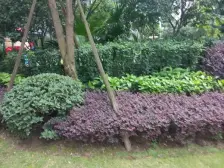 汽博中心 奥林匹克花园十期(御锦一期)四房310万